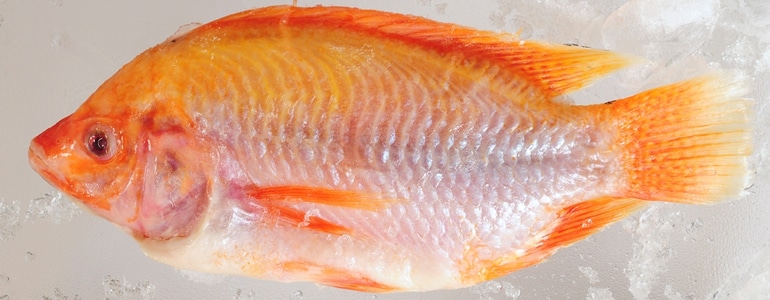 Wie kann ich Fisch schneller auftauen? Wie kann ich Fisch schneller auftauen?